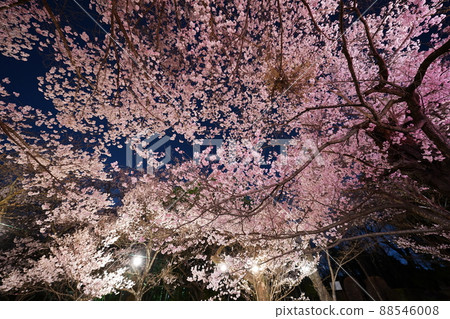 櫻花 2022 年 4 月 88546008