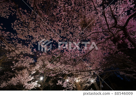 櫻花 2022 年 4 月 櫻花 2022 年 4 月 88546009