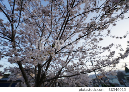 Sakura April 2022 88546013