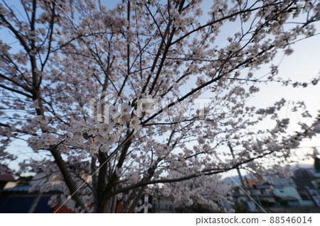 櫻花 2022 年 4 月 櫻花 2022 年 4 月 88546014