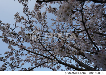 櫻花 2022 年 4 月 櫻花 2022 年 4 月 88546016