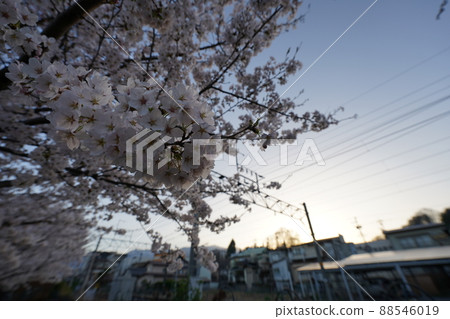 Sakura April 2022 Sakura April 2022 88546019
