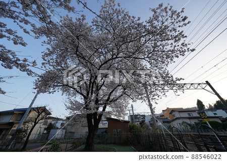 櫻花 2022 年 4 月 櫻花 2022 年 4 月 88546022