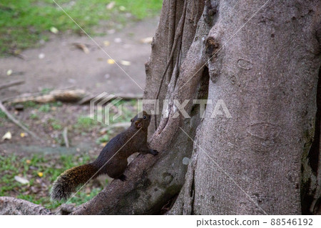 Wild Taiwanese squirrel running around freely Wild Taiwanese squirrel running around freely 88546192