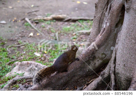 Wild Taiwanese squirrel running around freely 88546196