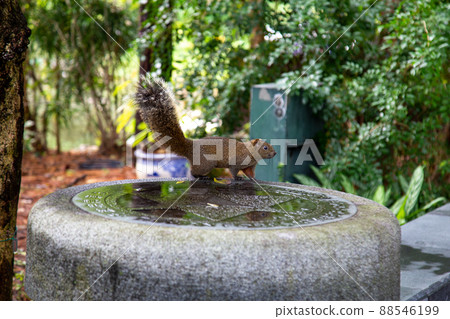 Wild Taiwanese squirrel running around freely Wild Taiwanese squirrel running around freely 88546199