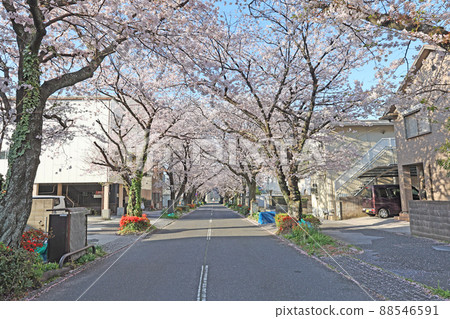 櫻花隧道 88546591