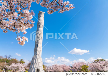 春天的和平公園,盛開的櫻花<愛知縣名古屋市> 春天的和平公園,盛開的櫻花<愛知縣名古屋市> 88546592