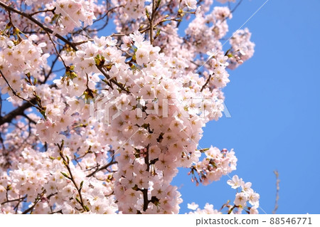 利川溫泉公園 88546771