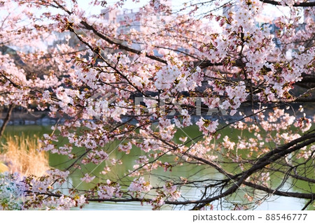 利川溫泉公園 88546777