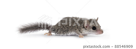 African dormouse on white background African dormouse on white background 88546909