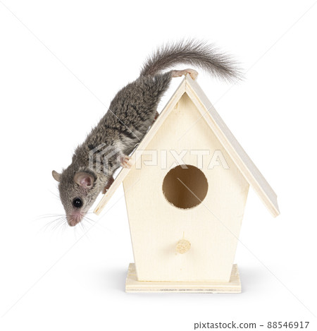African dormouse on white background 88546917
