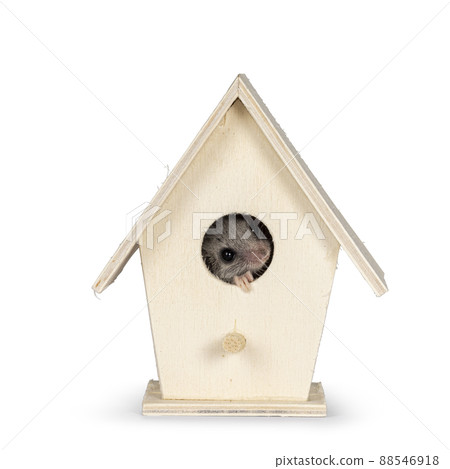 African dormouse on white background African dormouse on white background 88546918