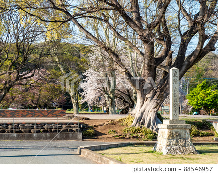 春天的風景 沖和武藏國分寺遺址 88546957