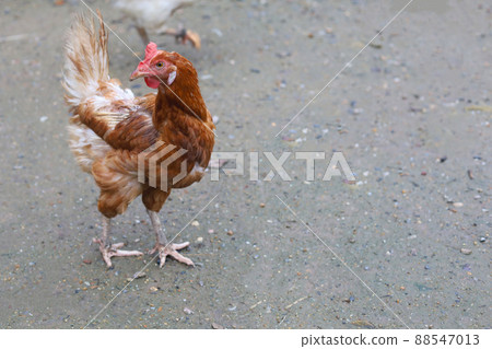 The Rhode Island red hen is stay and relax in asia farm garden 88547013