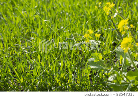 Barley young leaves and rape blossoms Barley young leaves and rape blossoms 88547333