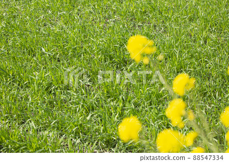 Barley young leaves and rape blossoms Barley young leaves and rape blossoms 88547334