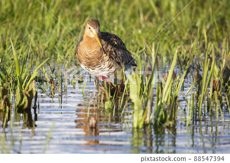 Black-tailed Godwit (Limosa limosa) - Eemnes, the Netherlands Black-tailed Godwit (Limosa limosa) - Eemnes, the Netherlands 88547394