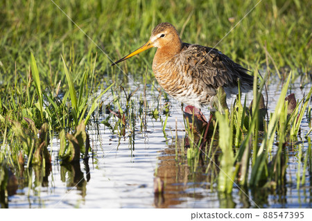 Black-tailed Godwit (Limosa limosa) - Eemnes, the Netherlands Black-tailed Godwit (Limosa limosa) - Eemnes, the Netherlands 88547395