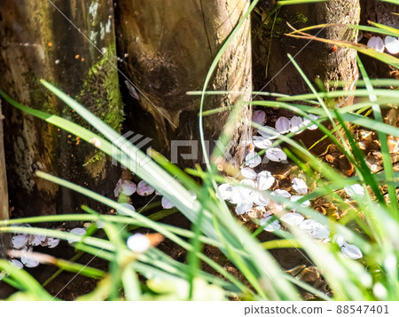 春鷹路風景 櫻花花瓣流過小溪 春鷹路風景 櫻花花瓣流過小溪 88547401
