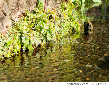 泉鷹路風景:純淨的泉水流 泉鷹路風景:純淨的泉水流 88547404