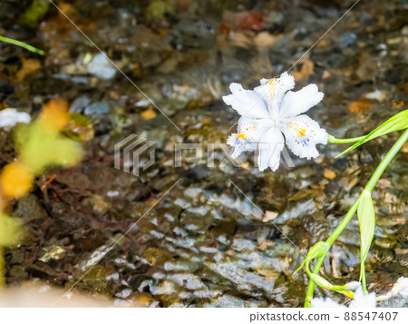 春鷹路風景:清泉水流、蘭花 春鷹路風景:清泉水流、蘭花 88547407