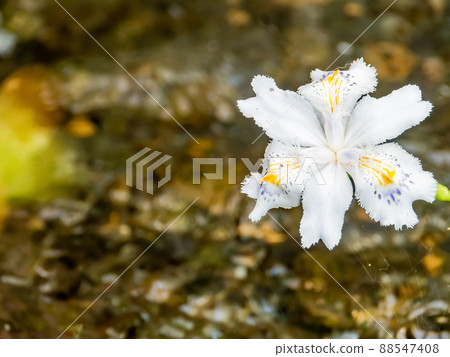 春鷹路風景:清泉水流、蘭花 春鷹路風景:清泉水流、蘭花 88547408