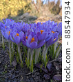 Spring blooming blue flowers of crocus plant in shape of heart.  88547934