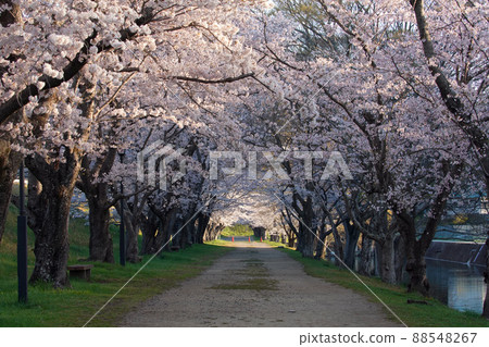 Sakura 2915 88548267