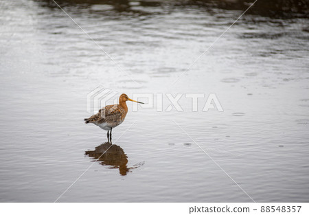 Black tailed Godwit bird in the wild, Iceland 88548357