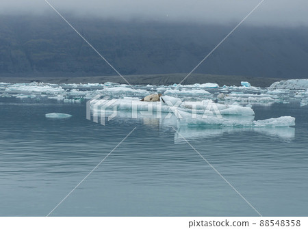 Seal relaxing on a floating iceberg in Jokulsarlon, Iceland Seal relaxing on a floating iceberg in Jokulsarlon, Iceland 88548358