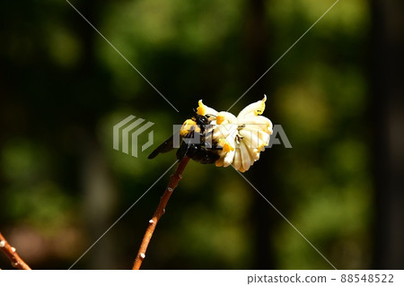 Carpenter bee sticking to mitsumata 88548522