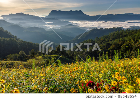 Beautiful landscape in the morning at Doi Luang Chiang Dao, Chiang Mai, Thailand Beautiful landscape in the morning at Doi Luang Chiang Dao, Chiang Mai, Thailand 88548654