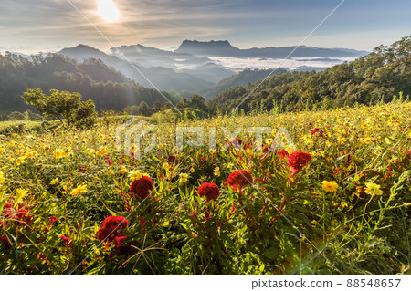 Beautiful landscape in the morning at Doi Luang Chiang Dao, Chiang Mai, Thailand 88548657