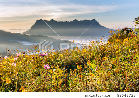 Beautiful landscape in the morning at Doi Luang Chiang Dao, Chiang Mai, Thailand 88548725