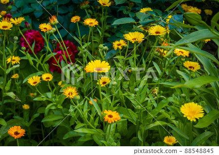Calendula flowers in garden 88548845