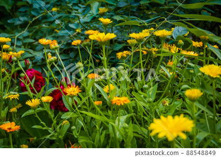 Calendula flowers in garden 88548849
