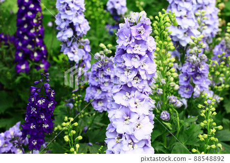 Daifei grass, Hien grass, Chidori grass, Chidori flower, Suijaku flower, Suijaku, Hibari no tsume, Mandarin flower, Hyakubugusa, Goose lotus Daifei grass, Hien grass, Chidori grass, Chidori flower, Suijaku flower, Suijaku, Hibari no tsume, Mandarin flower, Hyakubugusa, Goose lotus 88548892