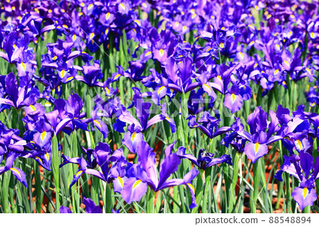 Unrelenting Tobihana (Alice flower, Alice butterfly flower, Wall iris flower) Hanaumi Unrelenting Tobihana (Alice flower, Alice butterfly flower, Wall iris flower) Hanaumi 88548894