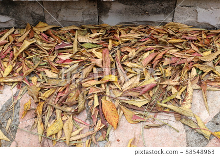 fallen leaves and flowers on the sidewalks in a city park in Israel 88548963