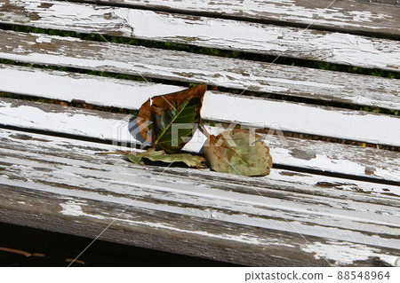 fallen leaves and flowers on the sidewalks in a city park in Israel 88548964