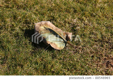fallen leaves and flowers on the sidewalks in a city park in Israel 88548965