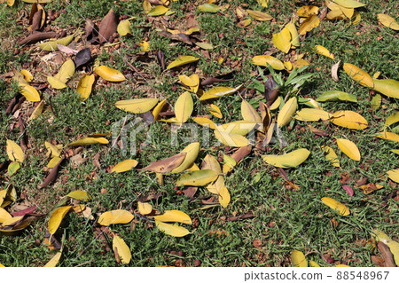 fallen leaves and flowers on the sidewalks in a city park in Israel 88548967
