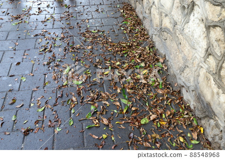 fallen leaves and flowers on the sidewalks in a city park in Israel 88548968