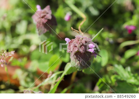 Himeodoricosoum Himeodoricosoum 88549260