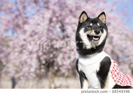 Bust up of blue sky, weeping cherry blossoms and smiling black shiba sheri Bust up of blue sky, weeping cherry blossoms and smiling black shiba sheri 88549396