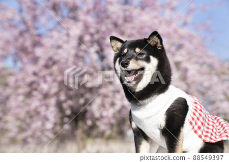 Bust up of blue sky, weeping cherry blossoms and smiling black shiba sheri 88549397