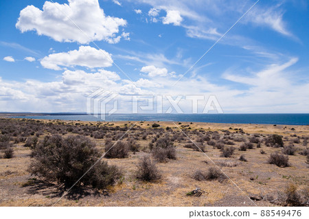 Punta Tombo beach day view, Patagonia, Argentina Punta Tombo beach day view, Patagonia, Argentina 88549476