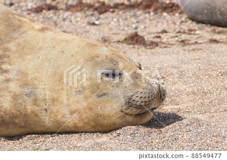 Elephant seal on beach close up, Patagonia, Argentina Elephant seal on beach close up, Patagonia, Argentina 88549477