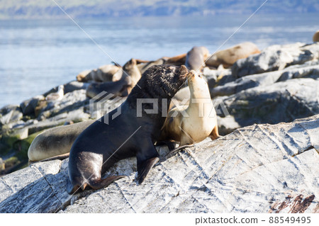 South American sea lion colony on Beagle channel South American sea lion colony on Beagle channel 88549495